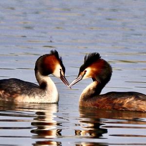 Great Crested Grebe