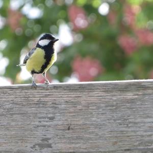 Great Tit