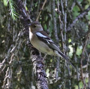 Eurasian Chaffinch