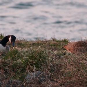 Canada Goose