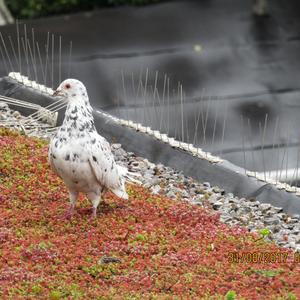 Rock Pigeon