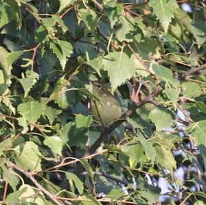 Bonelli's Warbler