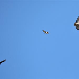 Rotschwanzbussard