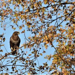 Common Buzzard