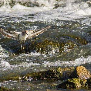 Flussuferläufer