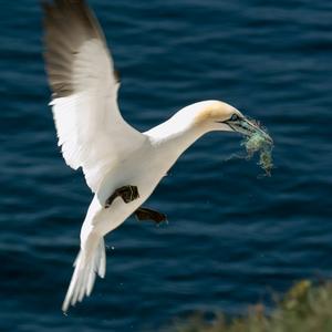 Northern Gannet