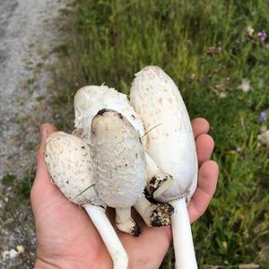 Shaggy Mane