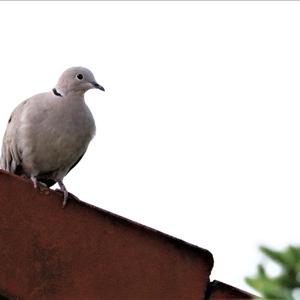 Eurasian Collared-dove