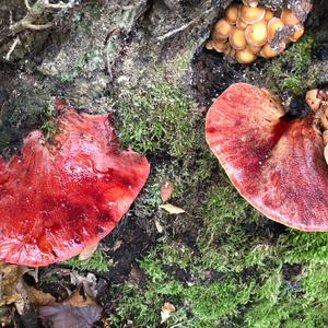 Beefsteak Polypore