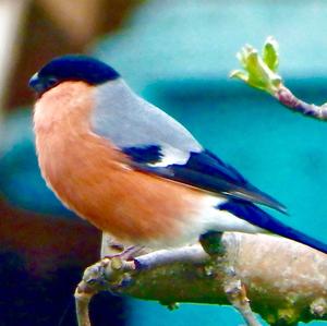 Eurasian Bullfinch