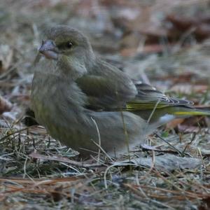 European Greenfinch