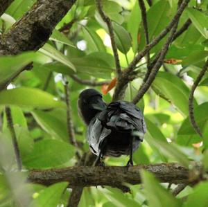 House Crow