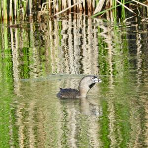 Pied-billed Grebe