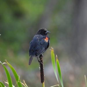 Red-winged Blackbird