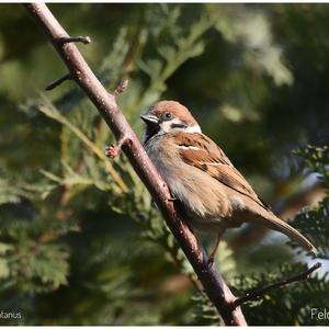 Eurasian Tree Sparrow