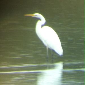 Great Egret