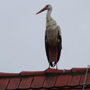 White Stork