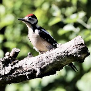 Great Spotted Woodpecker