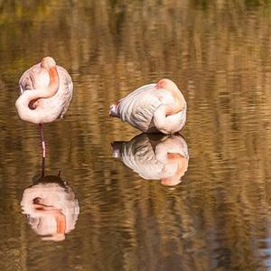 Greater Flamingo