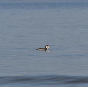 Great Crested Grebe