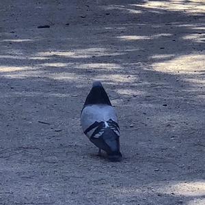 Stock Dove