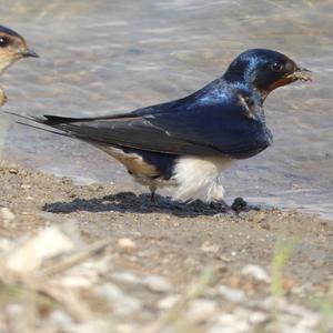 Barn Swallow