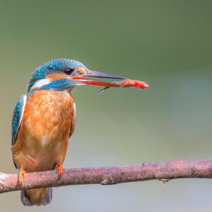 Eisvogel