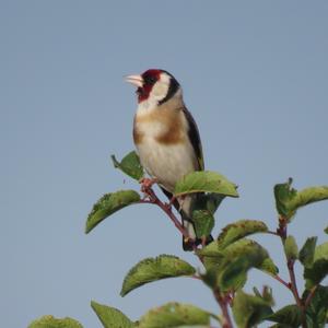 European Goldfinch