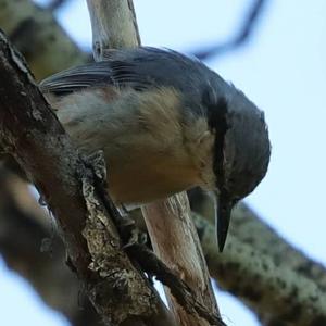 Wood Nuthatch