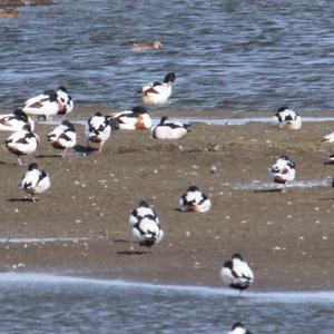 Common Shelduck