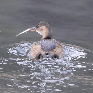 Little Grebe