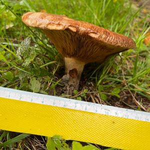 Poison Paxillus