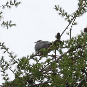 Common Cuckoo