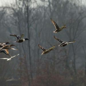 Northern Shoveler