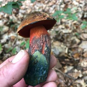 Dotted-stem Bolete