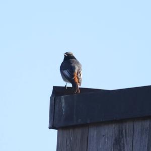 Black Redstart