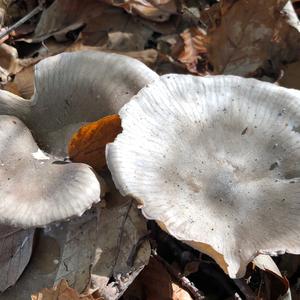 Cloudy Clitocybe