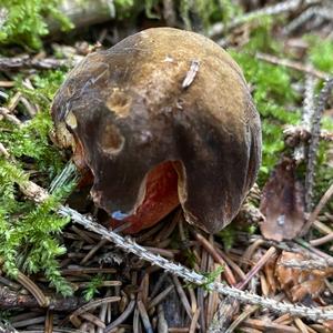 Dotted-stem Bolete