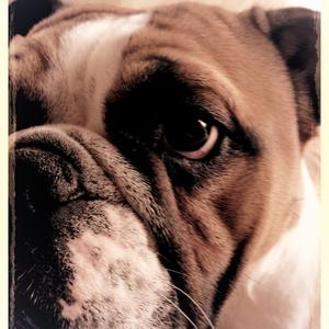 Englische Bulldogge