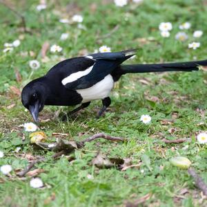 Black-billed Magpie