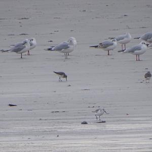 Black-headed Gull