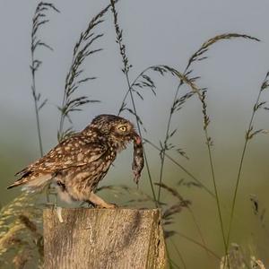 Little Owl