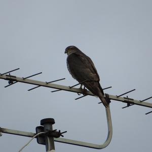 Eurasian Sparrowhawk