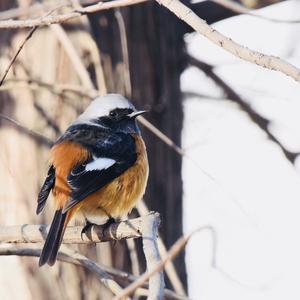 Orange-flanked Bush-robin
