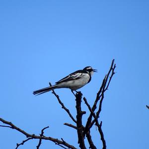 African Pied Wagtail