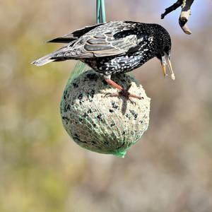 Common Starling