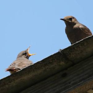 Black Redstart