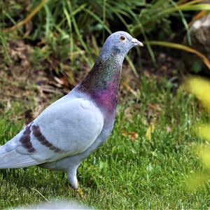 Rock Pigeon