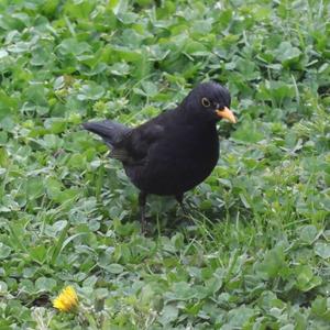 Eurasian Blackbird