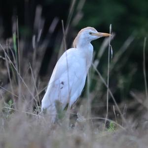 Cattle Egret